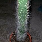 Opuntia orbiculata برگ