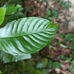 Psychotria carthagenensis Leaf