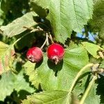 Crataegus coccinea Vaisius