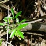 Zanthoxylum asiaticum पत्ता