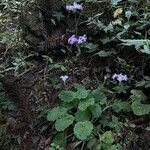 Primula malacoides Habit