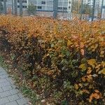 Cotoneaster integerrimus Likasa