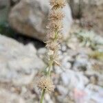 Stachys spectabilis Fruit