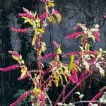 Phytolacca americanaBlüte