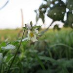 Viola arvensis Flower