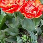 Tulipa gesneriana Habit