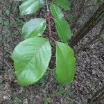 Viburnum rufidulum Folha