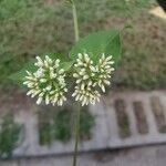 Mikania scandens Fleur