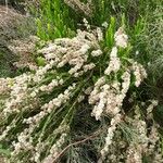 Baccharis trimera Облик