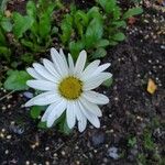 Leucanthemum vulgareBloem