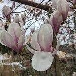 Magnolia × soulangeana Blüte