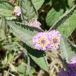 Lippia alba Fiore