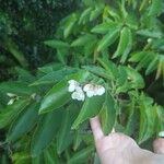 Begonia coccinea Žiedas