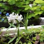 Clarkia pulchella 花