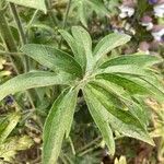 Delphinium staphisagria Blatt