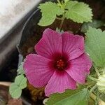 Hibiscus acetosella Blüte