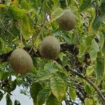 Aegle marmelos ഫലം