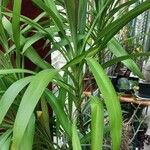 Cordyline stricta Blad