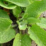 Symphytum caucasicum Folha