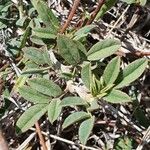 Indigofera volkensii Fuelha