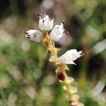 Bistorta vivipara Flower