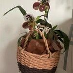 Paphiopedilum insigneFlower