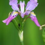Iris milesii Flower