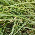 Cyperus longus Flor