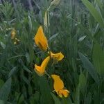 Crotalaria juncea 花