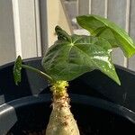 Jatropha podagrica Leaf