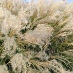 Miscanthus sinensisLapas