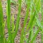 Baccharis trimera Лист