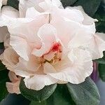 Rhododendron indicum Квітка