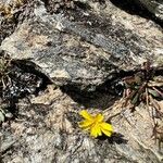 Hypochaeris robertia Flor