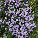 Symphyotrichum novi-belgii Habit