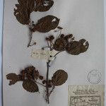 Terminalia anogeissiana Sonstige