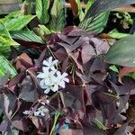 Oxalis triangularis A. St.-Hil. Flower