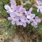 Penstemon linarioides Flower