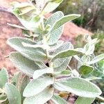 Cistus albidus Blad