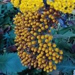 Achillea filipendulina Kvet