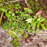 Cardamine hirsuta Habitus