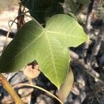 Jatropha mahafalensisFeuille