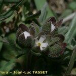 Androsace maxima Kvet
