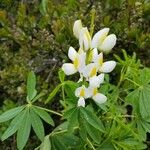 Lupinus arboreus 花