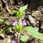 Galeopsis ladanum (Altro)