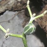 Cnidoscolus megacanthus Fruto