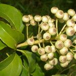 Dendropanax arboreus Fruto