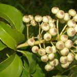 Dendropanax arboreus Frugt