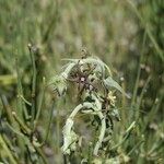 Matelea parvifolia Yaprak