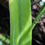 Pyrrosia lanceolata Blatt